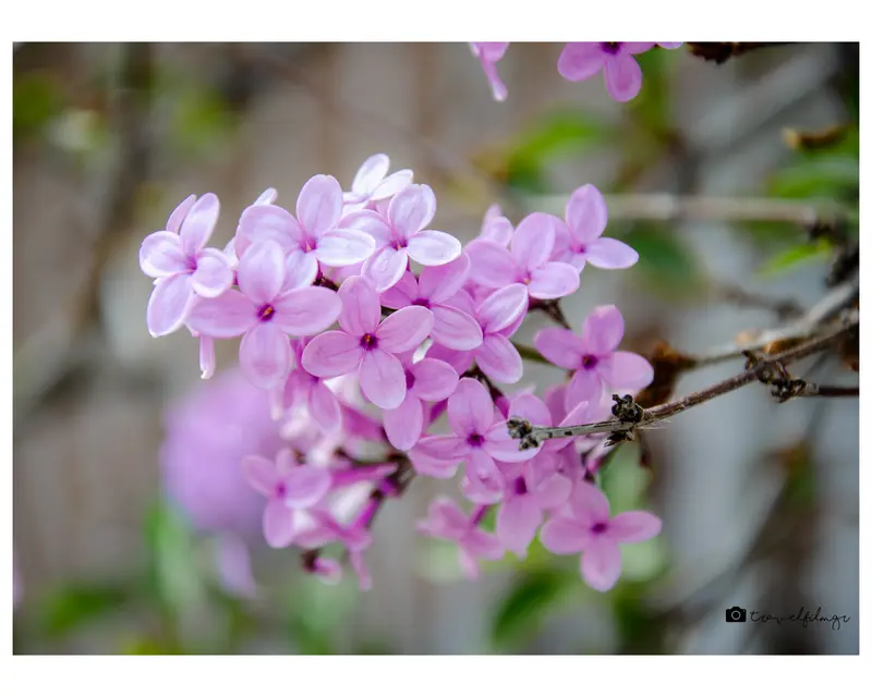 Whispers of Spring in Pink